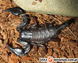  <i>Euscorpius italicus</i> - skorpion włoski