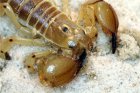 Scorpio maurus