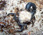 Androctonus bicolor