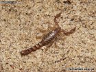 Bothriurus coriaceus