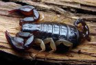 Euscorpius flavicaudis