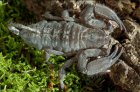 Hadogenes bicolor