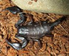 Euscorpius italicus - skorpion włoski
