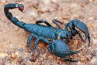 Pandinus imperator - skorpion cesarski