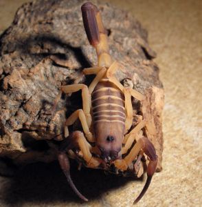  <i>Babycurus gigas</i> fot.'Jeff Pugh'