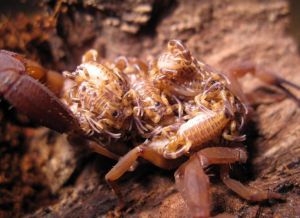  <i>Babycurus jacksoni</i> (c) fot.'Jeff Pugh'