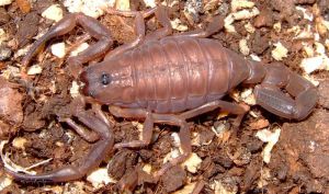  <i>Babycurus jacksoni</i> (c) fot.'tomm3k'