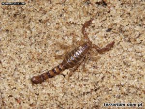 Bothriurus coriaceus 