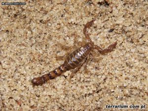 Bothriurus coriaceus 