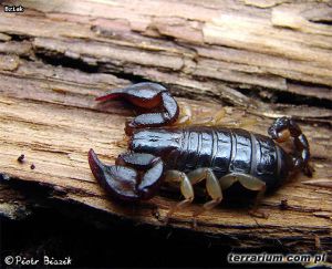 euscorpius 