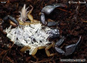  Samica z młodymi E. flavicaudis Fot. 'bziak' 