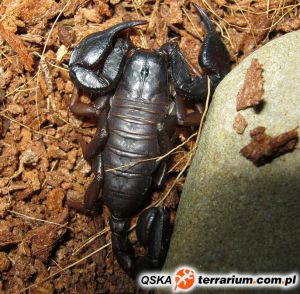  <i>Euscorpius italicus</i> - skorpion włoski