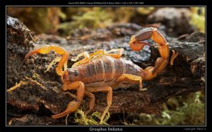  <i>Grosphus limbatus</i> (c) Jakob Lehner