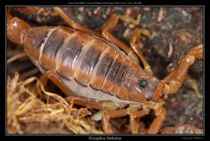  <i>Grosphus limbatus</i> (c) Jakob Lehner