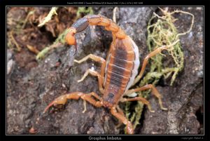  <i>Grosphus limbatus</i> (c) Jakob Lehner