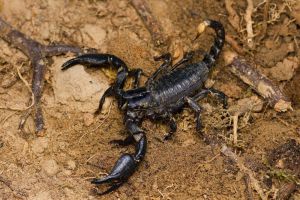  <i>Heterometrus cynaeus</i> Fot. Szymon Mleczko