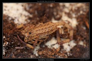  <i>Isometrus maculatus</i> (c) <a href=