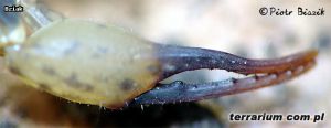  <i>Luchas mucronatus</i> Samiec fot.'bziak'