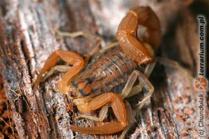 Mesobuthus gibbosus 