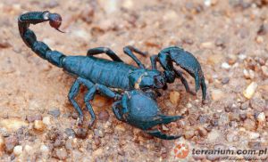  <i>Pandinus imperator</i> - skorpion cesarski (c) Philippe Hoogstoel