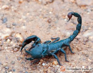  <i>Pandinus imperator</i> - skorpion cesarski (c) Philippe Hoogstoel