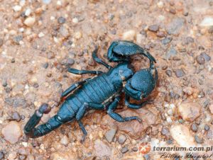  <i>Pandinus imperator</i> - skorpion cesarski (c)  Philippe Hoogstoel