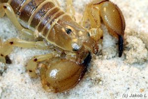  <i>Scorpio maurus</i>