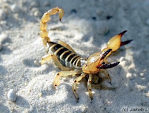 Scorpio maurus 