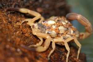 Tityus serrulatus 